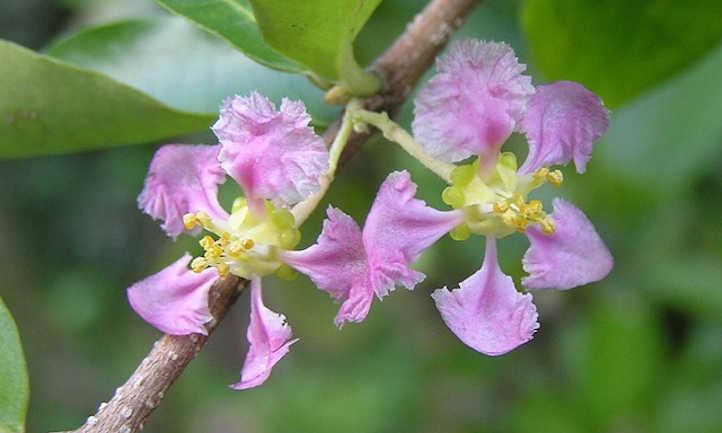 Tropical - Barbados Cherry