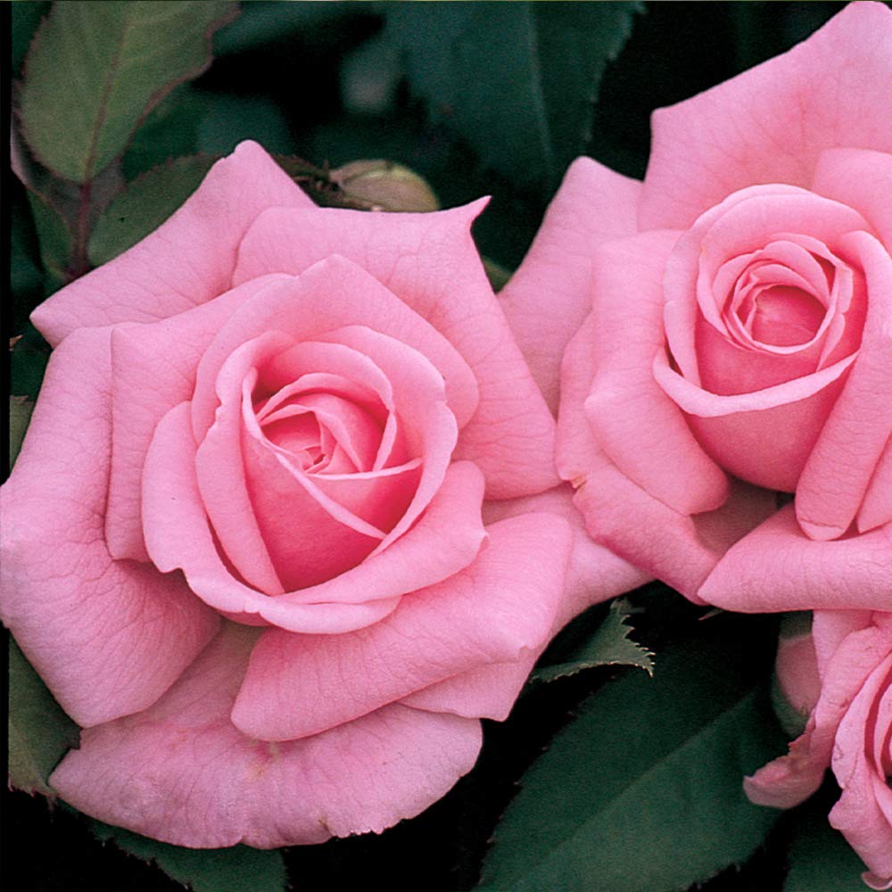 Roses - Belinda's Dream