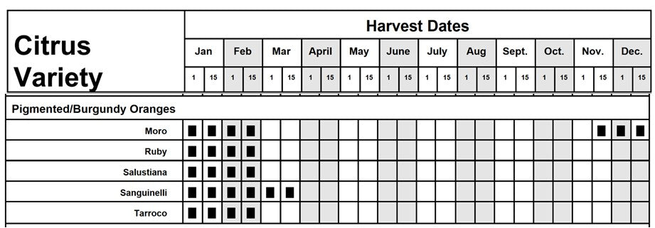 Citrus - Orange - Moro Blood