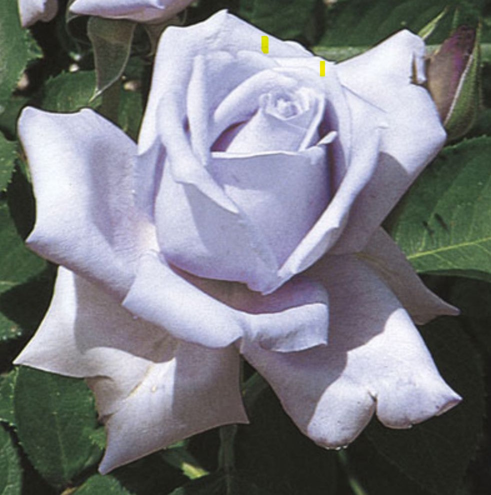 Roses - Blue Girl