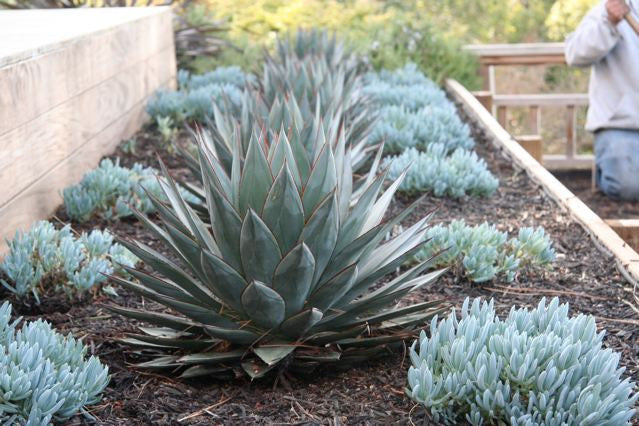 Desert - Agave Blue Glow