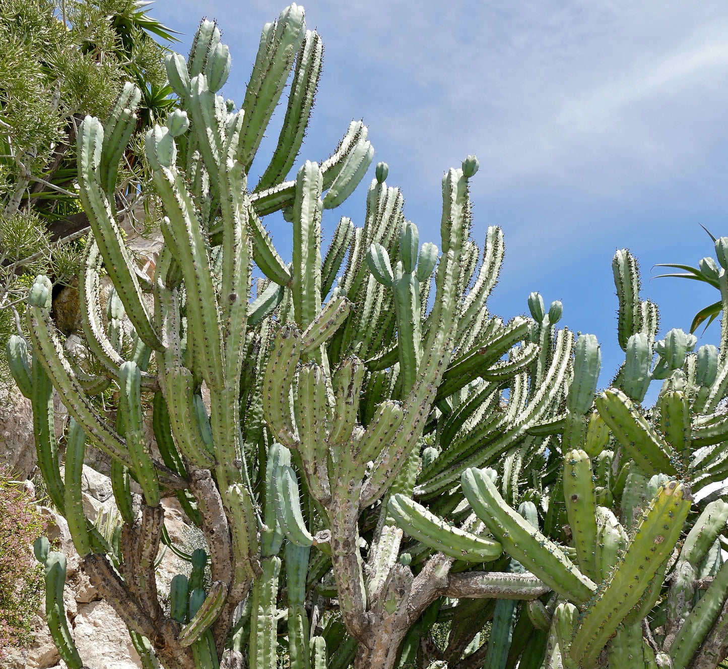 Cactus - Blue Myrtle
