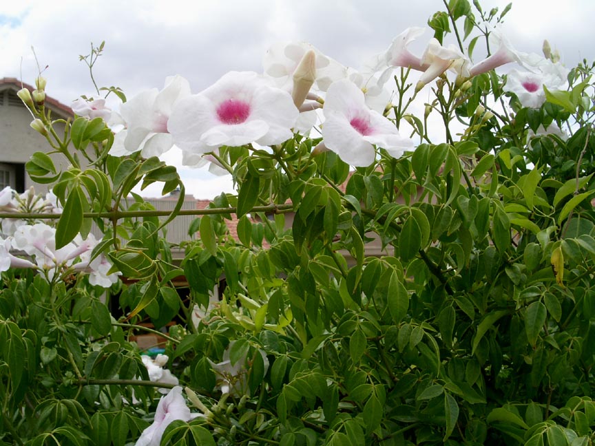 Vines - Bower