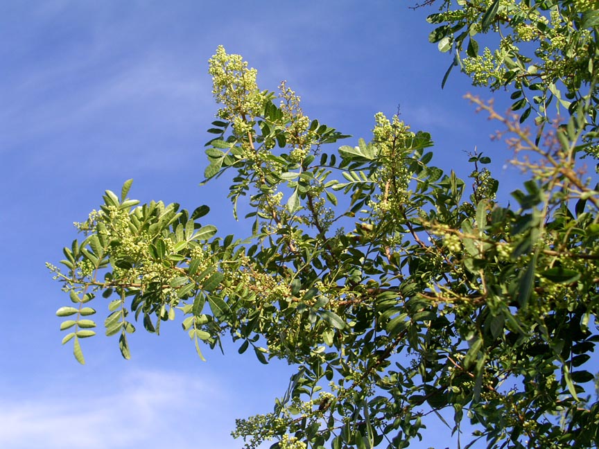 Shade - Brazilian Pepper