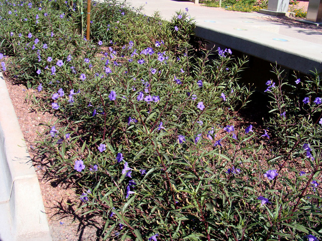 Shrubs - British Ruellia (Purple)