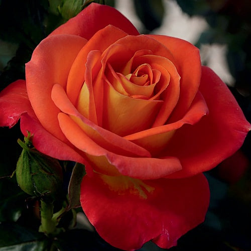 Roses - Burst of Joy