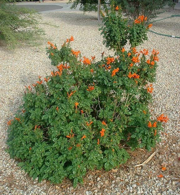 Shrubs - Cape Honeysuckle