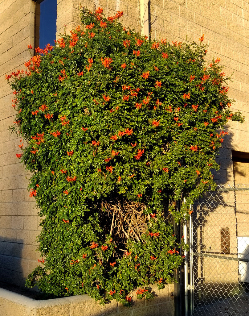 Shrubs - Cape Honeysuckle