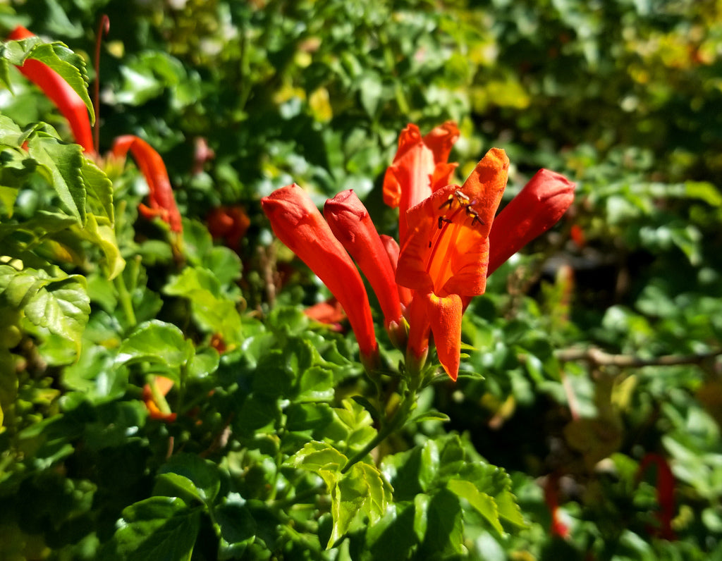 Shrubs - Cape Honeysuckle