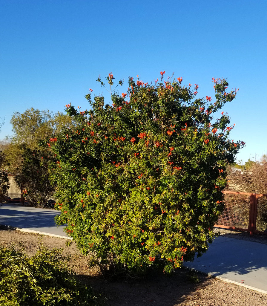 Shrubs - Cape Honeysuckle