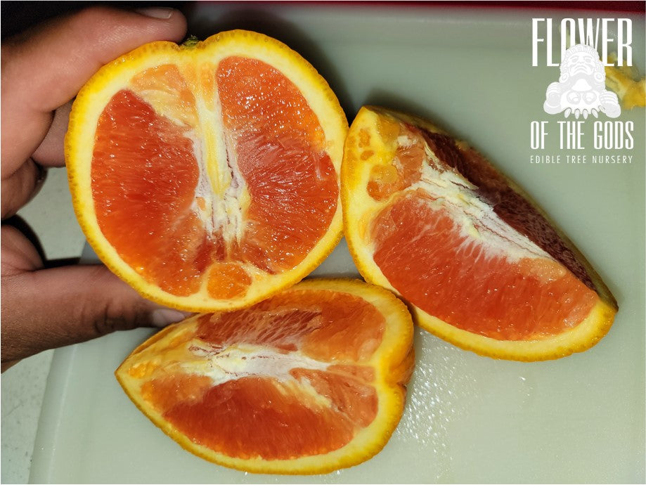 Citrus - Orange - Cara Cara