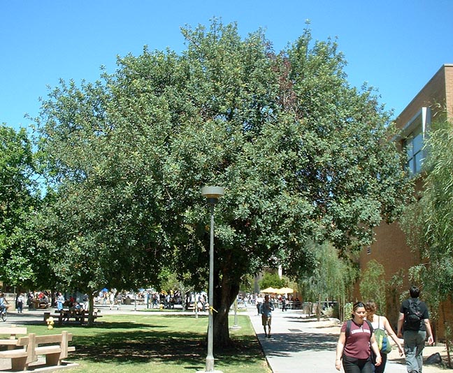 Shade - Carob