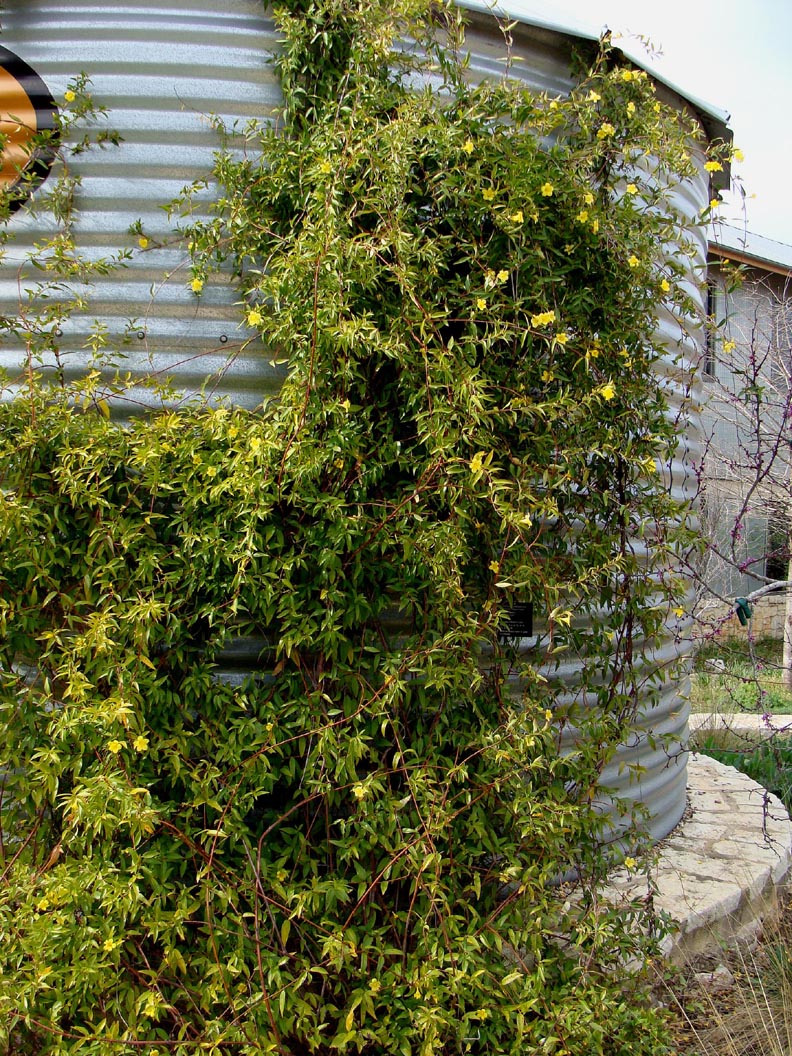 Vines - Carolina Jasmine/Jessamine