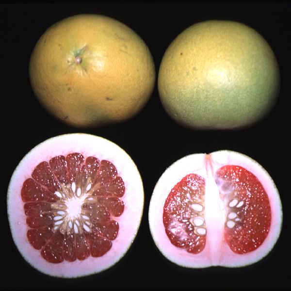 Citrus - Pummelo - Chandler
