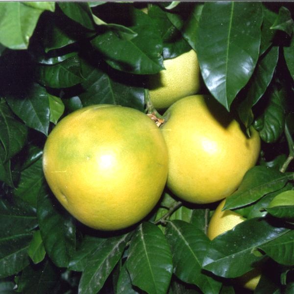 Citrus - Pummelo - Chandler