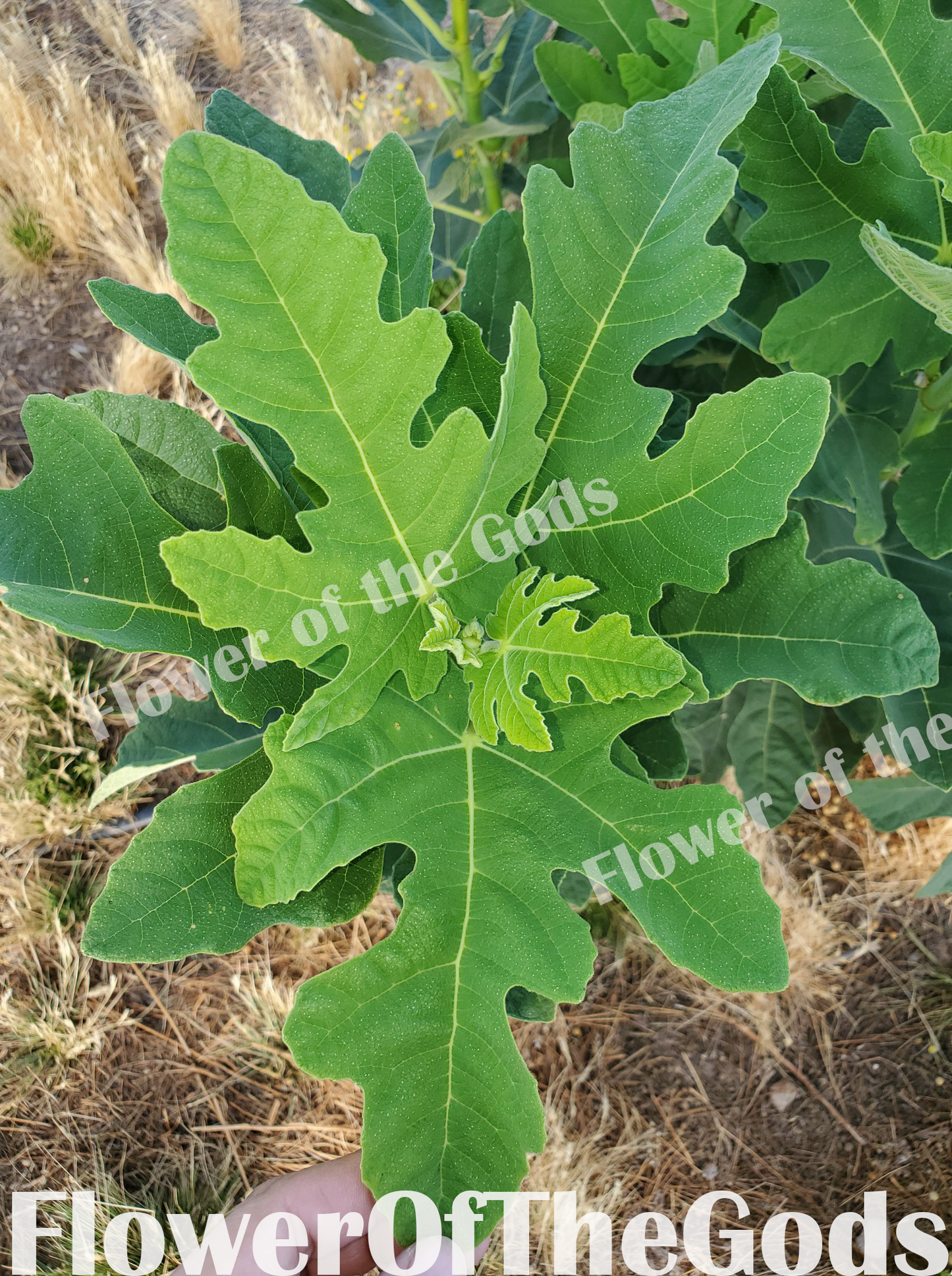 Figs - Chicago Hardy