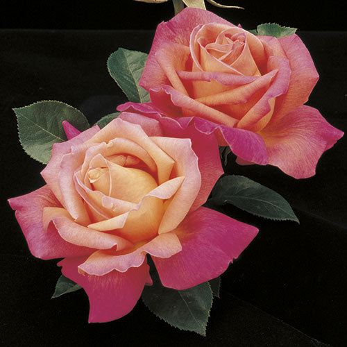 Roses - Chicago Peace