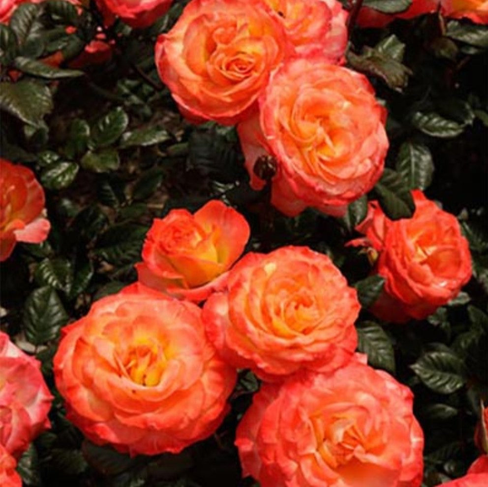 Roses - Chihuly