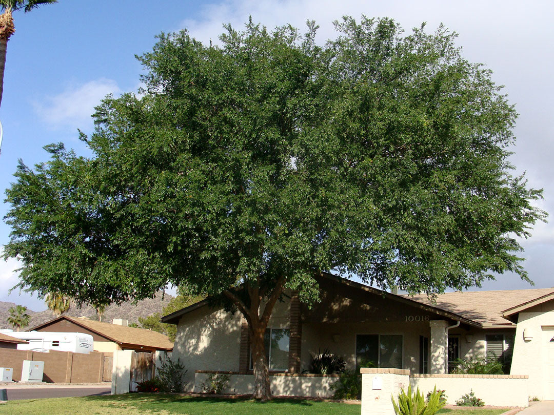 Shade - Chinese Elm (Evergreen Elm)