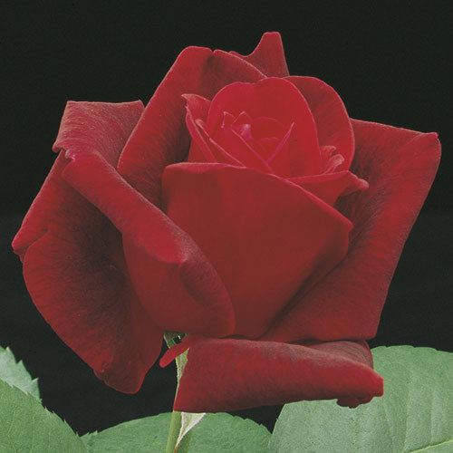 Roses - Chrysler Imperial
