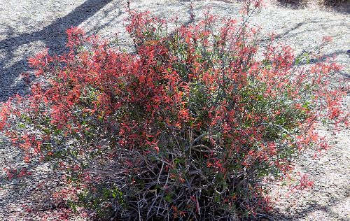 Shrubs - Chuparosa (red)