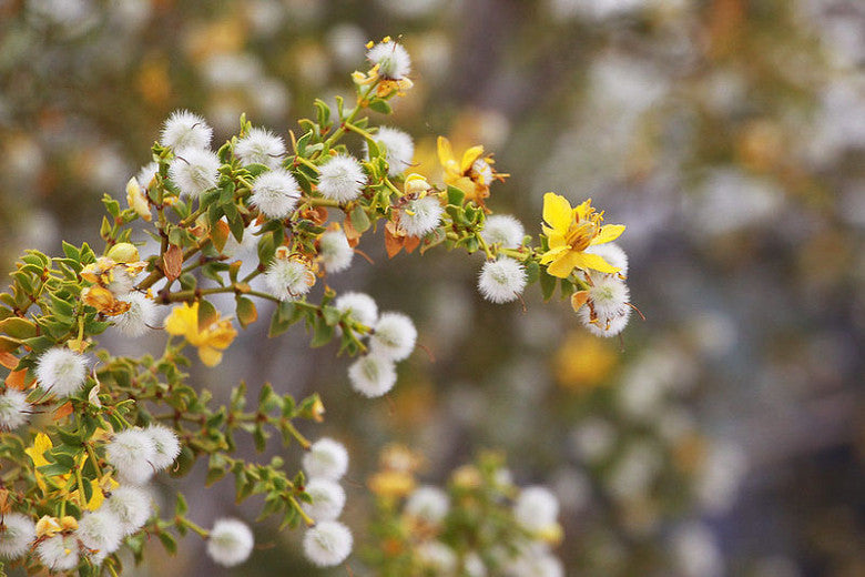 Shrubs - Creosote