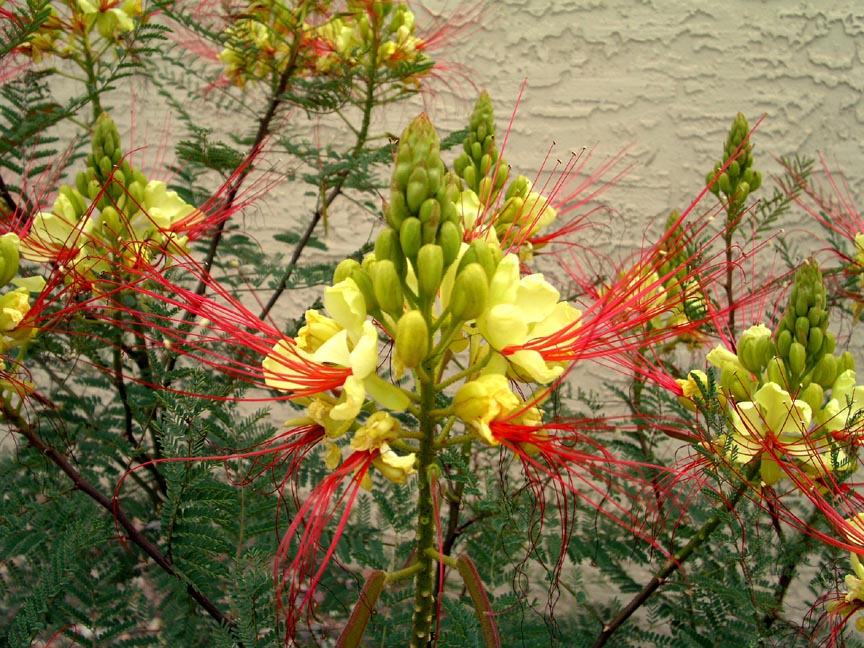 Shrubs - Bird of Paradise (Desert)