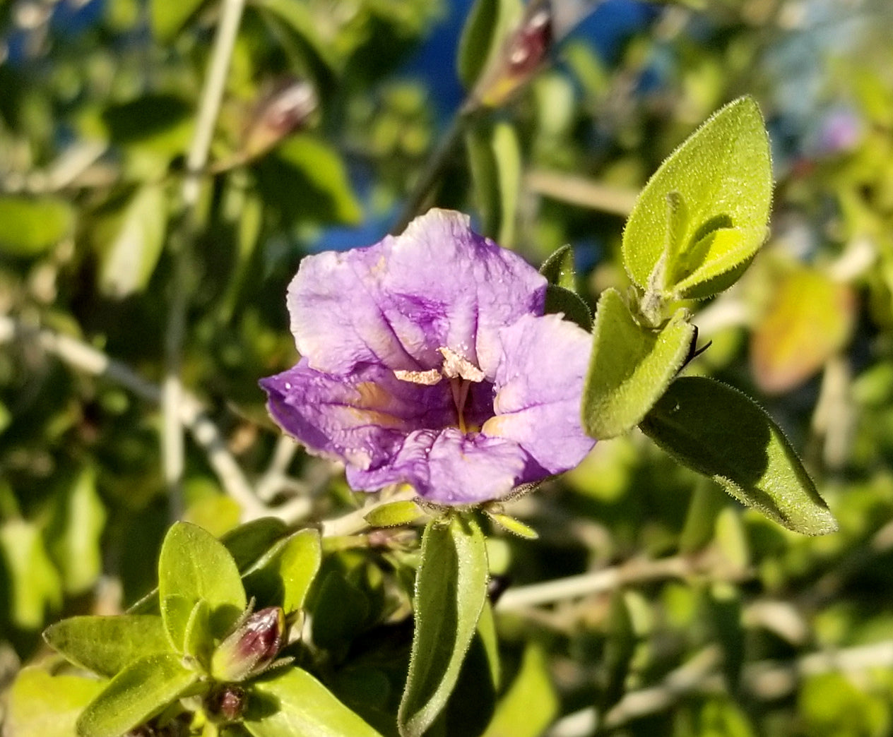 Shrubs - Arizona Desert Ruellia