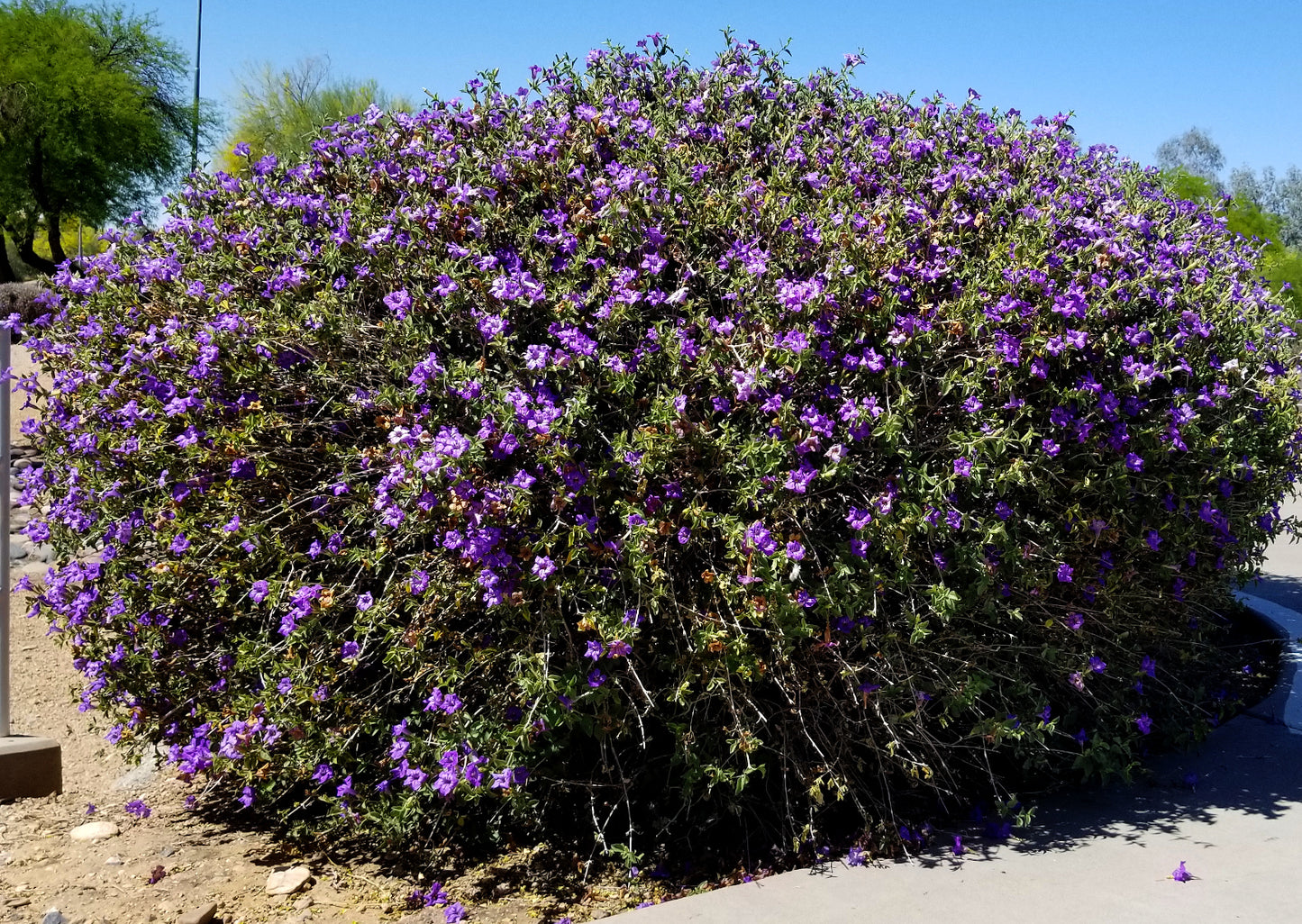 Shrubs - Arizona Desert Ruellia