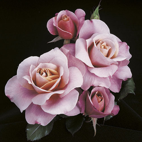 Roses - Distant Drums