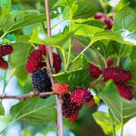 Mulberry - Dwarf Everbearing