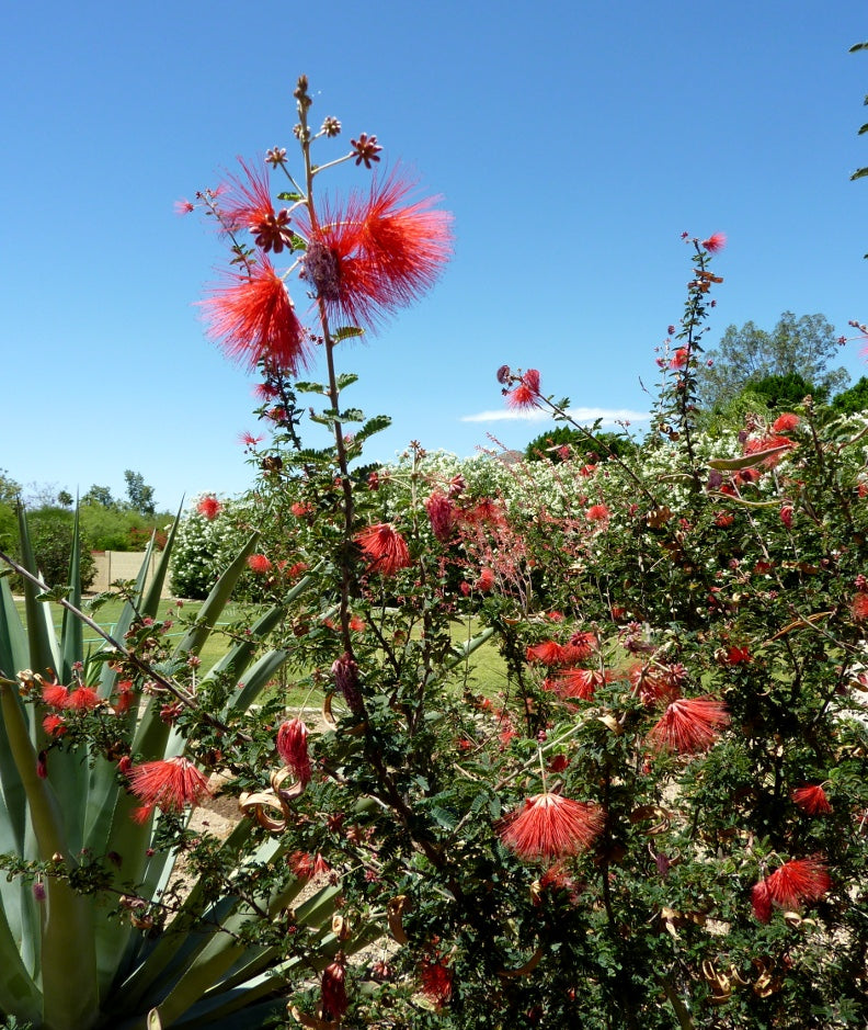 Shrubs - Fairy Duster