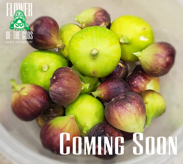 Figs - Champagne
