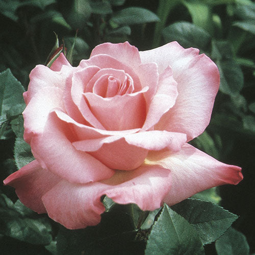 Roses - First Prize