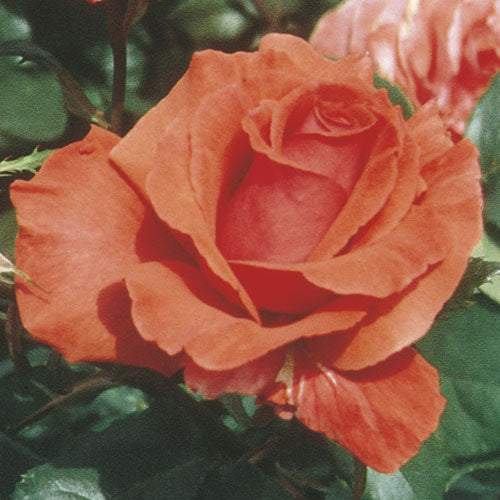 Roses - Fragrant Cloud