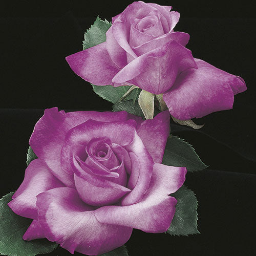 Roses - Fragrant Plum