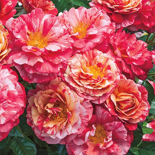 Roses - Frida Kahlo