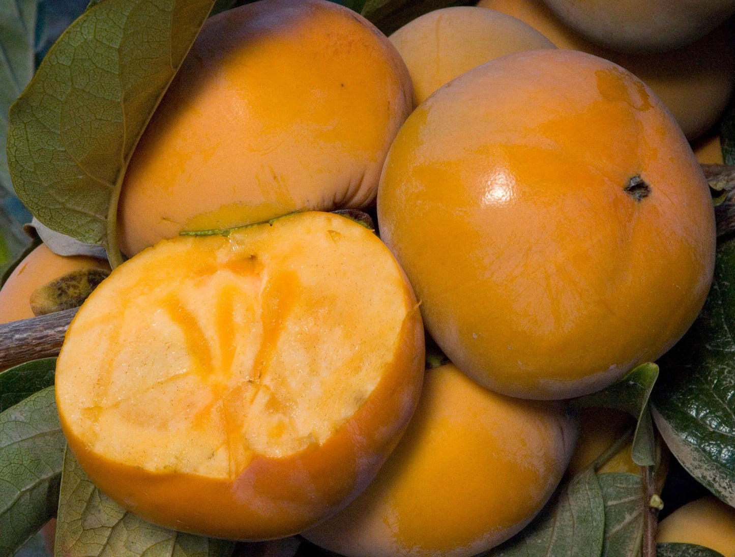 Persimmon - Fuyu (Imoto) - PRE-ORDER