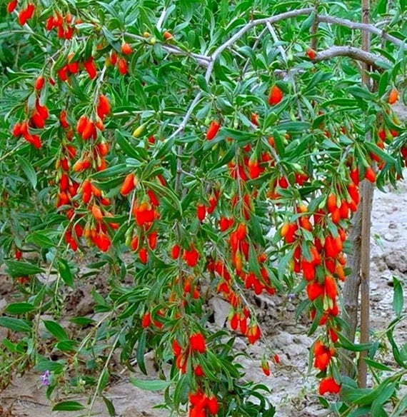 Shrubs - Goji Berry