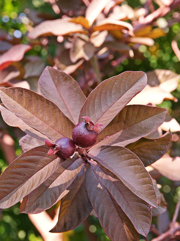 Tropical - Guava