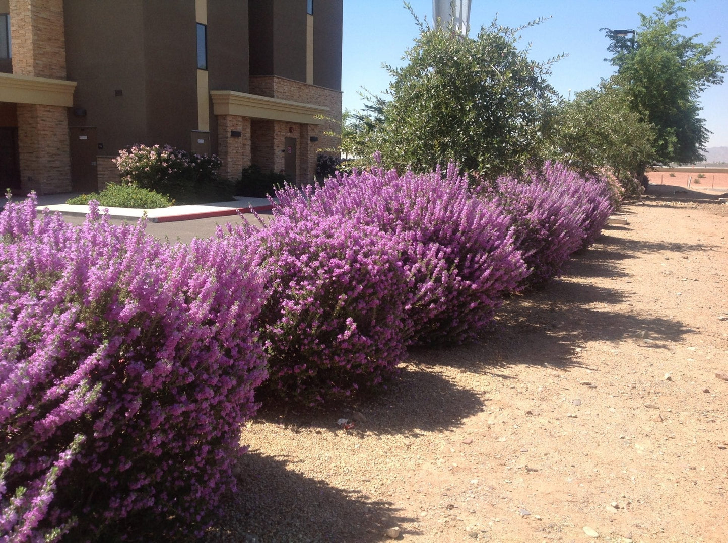 Shrubs - Heavenly Cloud