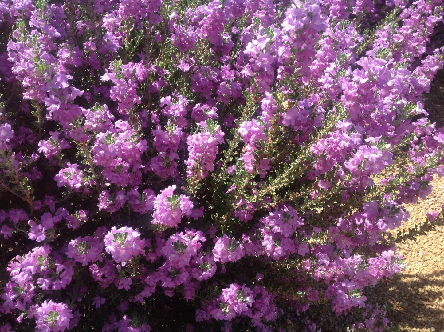 Shrubs - Heavenly Cloud