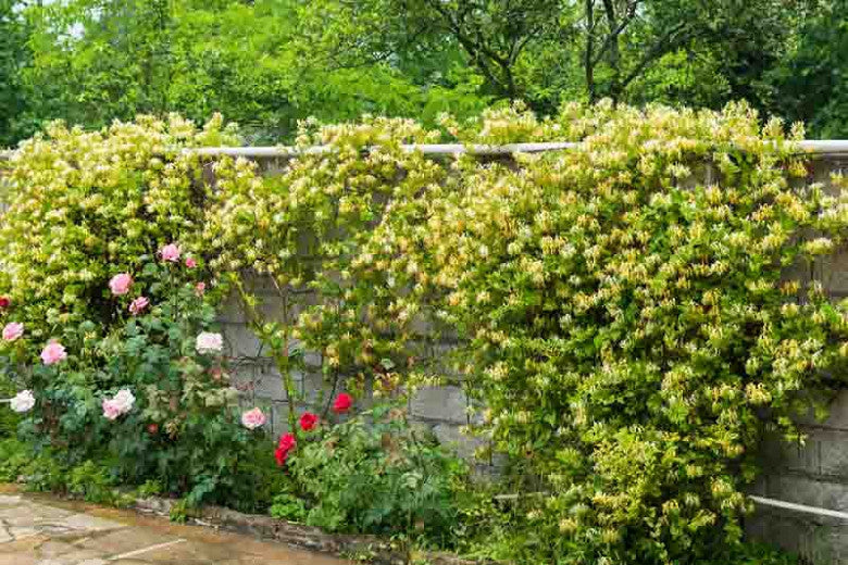 Vines - Halls Honeysuckle (staked)