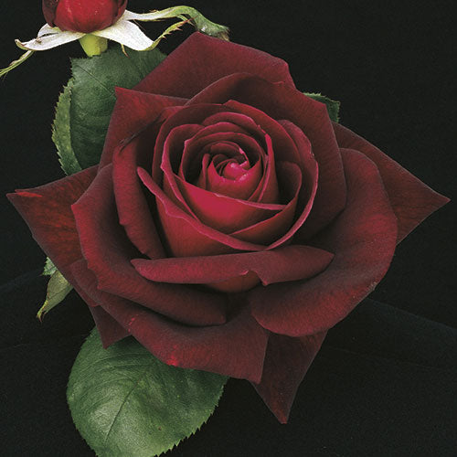 Roses - Ink Spots