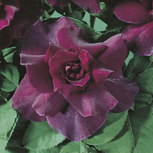 Roses - Intrigue