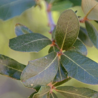 Shade - Oak - Joan Lionetti