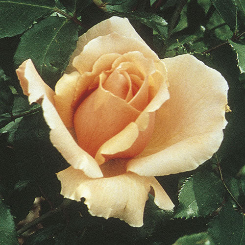Roses - Just Joey