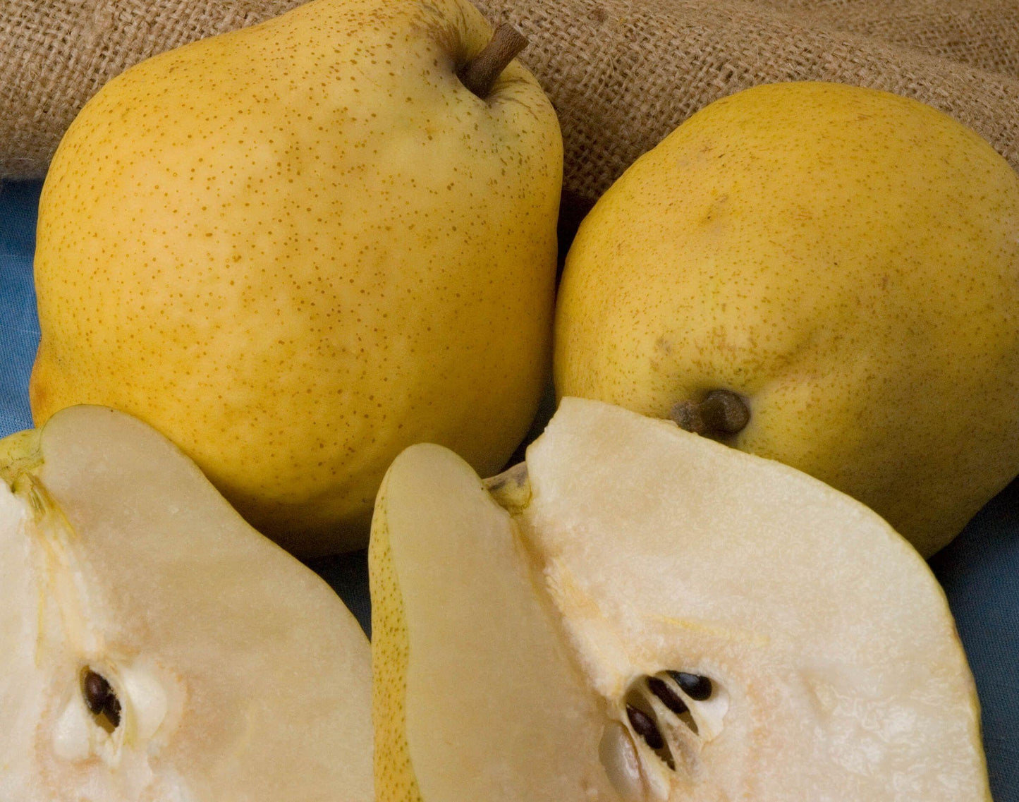 Pear - Kieffer