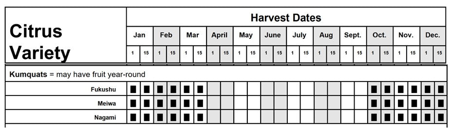 Citrus - Kumquat - Nagami