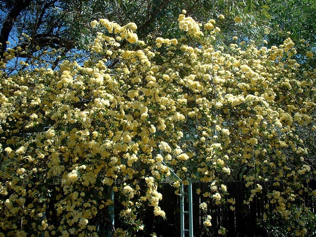 Vines - Lady Banks Rose